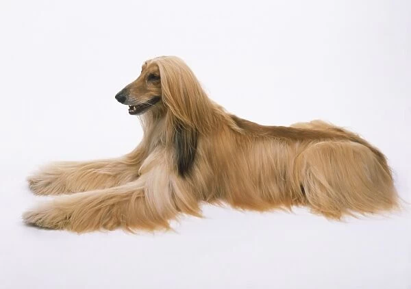 Afghan Hound (Canis familiaris) lying down, paws out front, side view