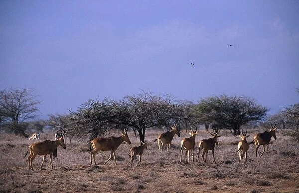 Africa. Kenya. Laikipia Plateau. Springboks