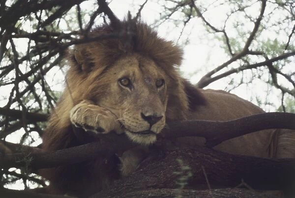 Africa, Tanzania, Lake Manyara, male Lion (Panthera leo), lying in branches of a tree, head resting on front paw, eyes alert, close up, low angle view