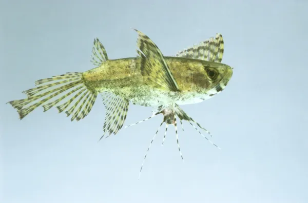 Freshwater butterfly fish for sales sale