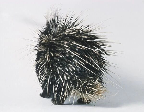 African Porcupine (Hystrix cristata), view from behind