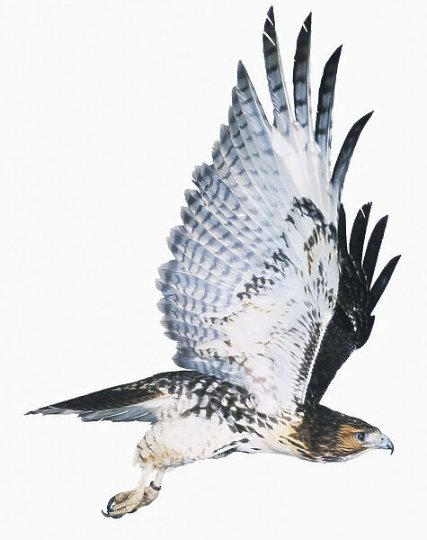 African Red-tailed Buzzard (Buteo auguralis) in flight with both wings raised, side view