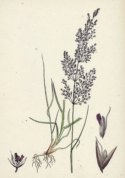Agrostis canina, Brown Bent-grass