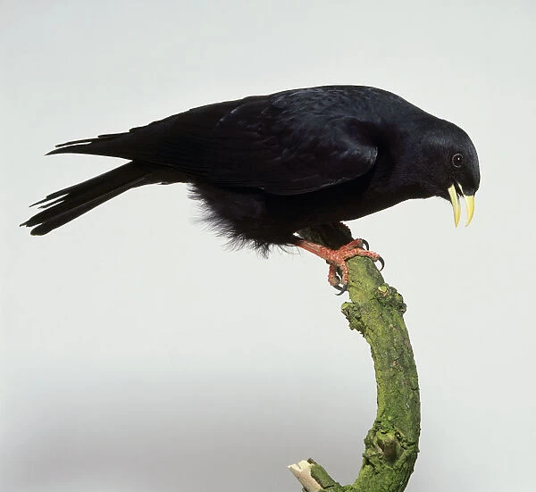 Alpine Chough (Pyrrhocorax graculus) perching on branch showing black plumage and yellow, open bill