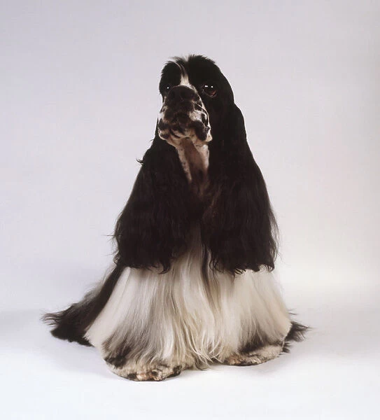 An American cocker spaniel with long black ears and long feathery white hair draping toward the floor, sitting