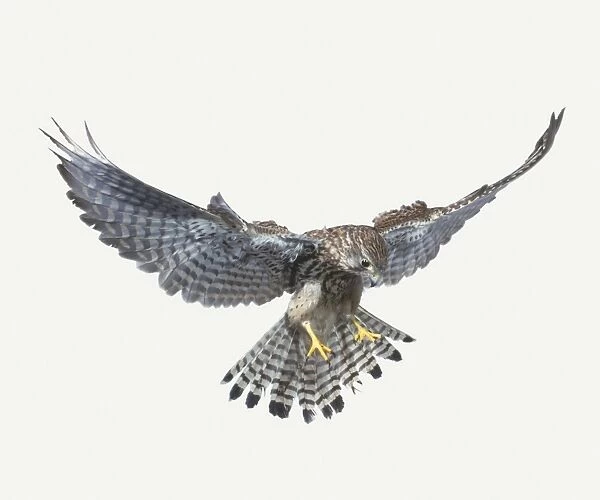 American kestrel (Falco sparverius), wings spread, landing, front view