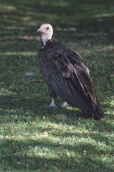 Angled rear view of Vulture, brown body, bald pink and white head, white feet, standing on short grass, looking over shoulder towards camera