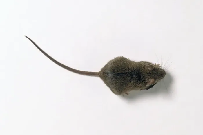 Framed Print : Mouse Print from Above in Brown Framed Print : Mouse Print from Above in Brown