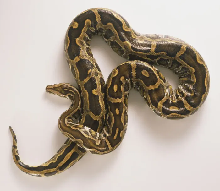 Framed Print : Burmese Python Print Framed Print : Burmese Python Print