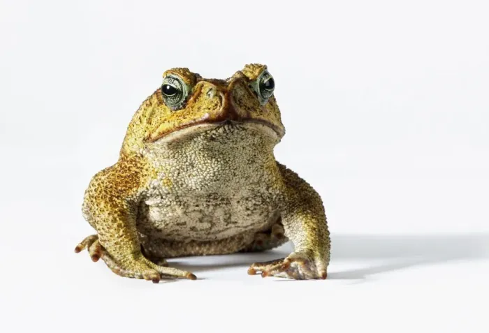 Framed Print : Cane Toad Print (Full Length) Framed Print : Cane Toad Print (Full Length)