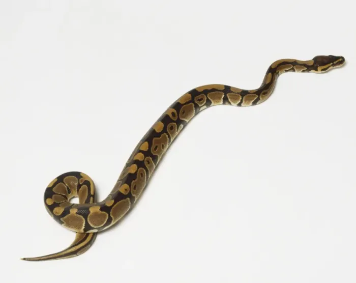 Framed Print : Ball Python Slithering Print Framed Print : Ball Python Slithering Print