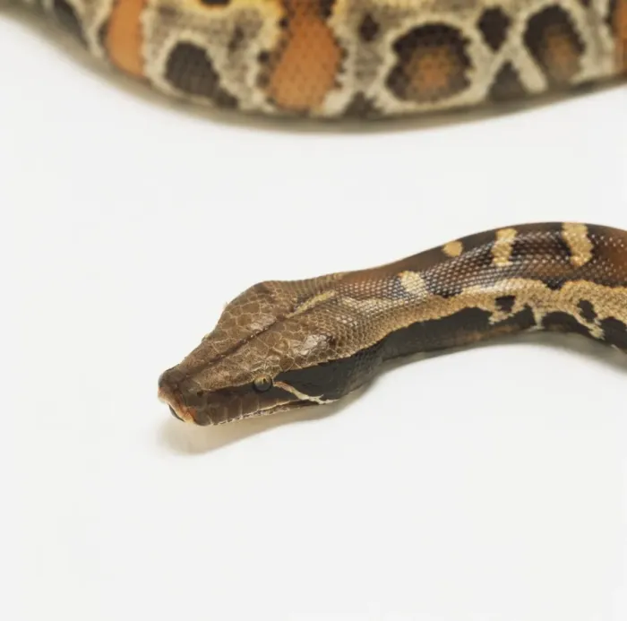 Framed Print : Print of Close-up Blood Python Head Framed Print : Print of Close-up Blood Python Head