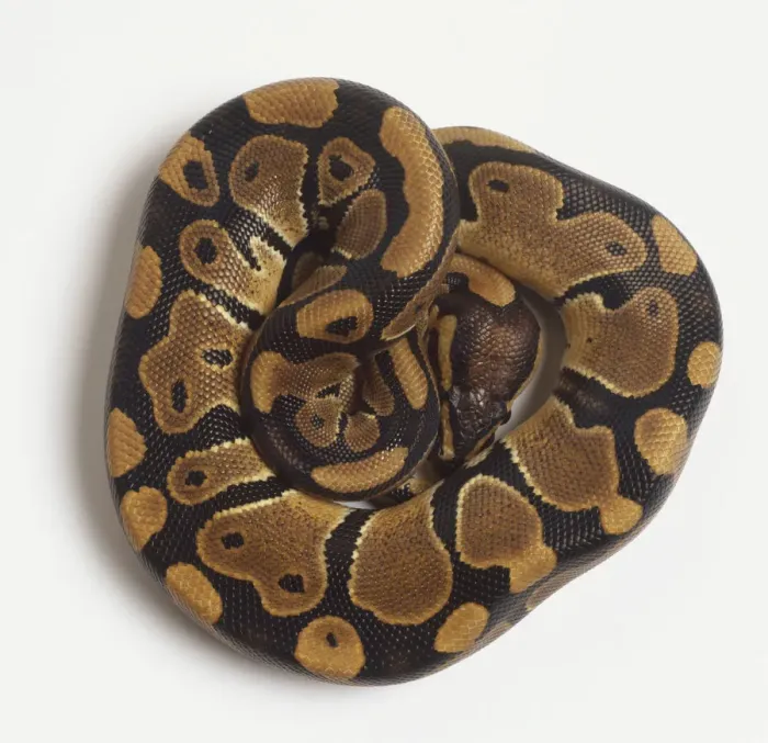 Framed Print : Print of a Tightly Coiled Ball Python