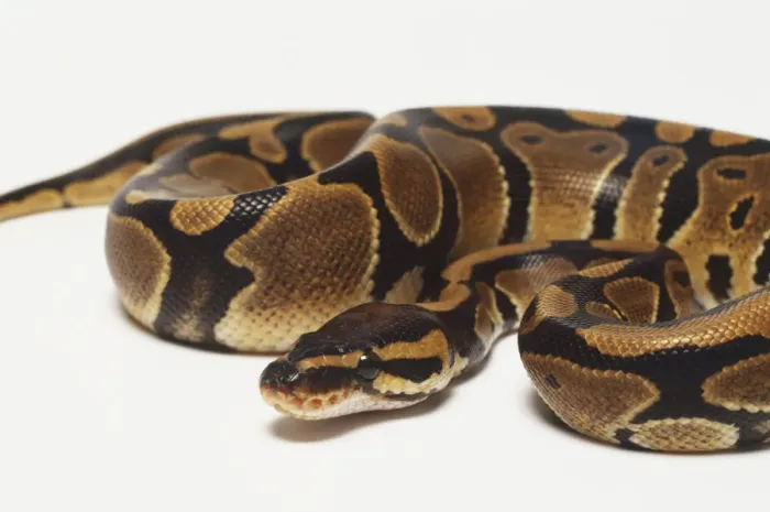 Framed Print : Coiled Royal Python Print Framed Print : Coiled Royal Python Print