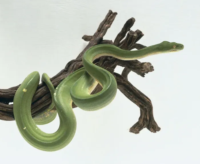 Framed Print : Green Tree Python Print Framed Print : Green Tree Python Print