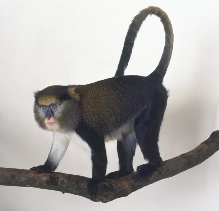 Framed Print : Mona Monkey Print Framed Print : Mona Monkey Print