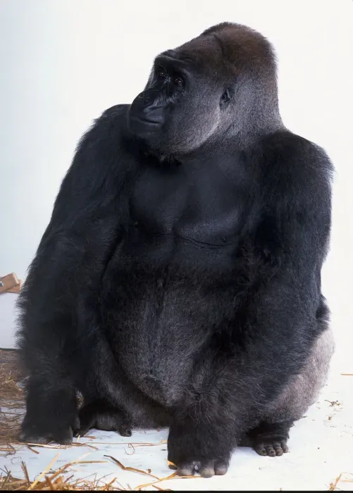 Framed Print : Silverback Gorilla Print Framed Print : Silverback Gorilla Print