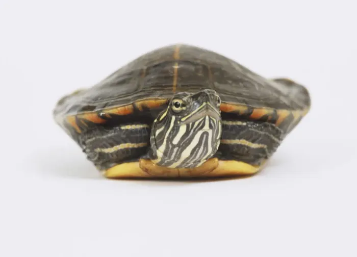Framed Print : Turtle Print, Front View Framed Print : Turtle Print, Front View