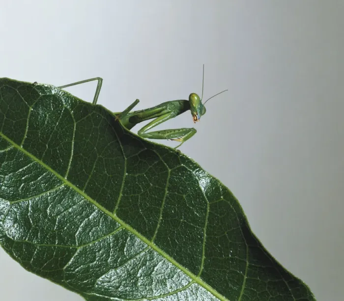 Framed Print : Mantis Upper Torso Print Framed Print : Mantis Upper Torso Print