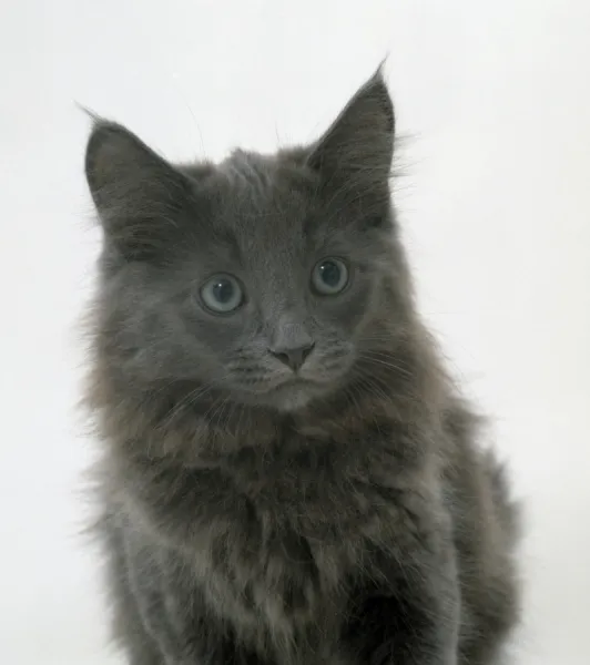 Apprehensive blue Turkish Angora cat