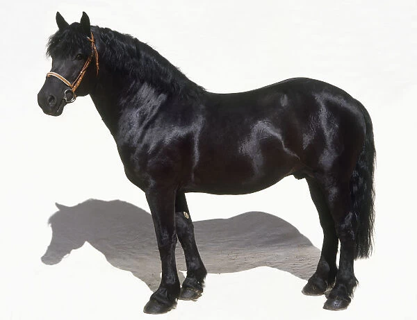 Ariegeois pony, standing, side view
