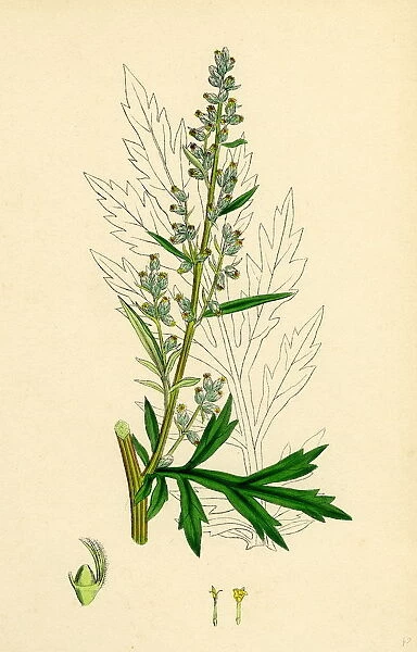 Artemisia vulgaris, Mugwort