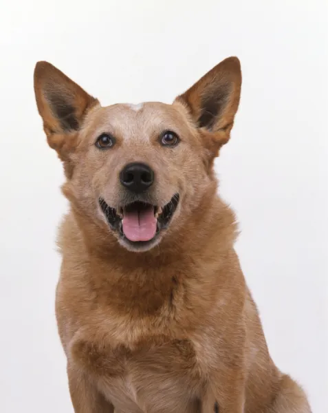 Australian Cattle dog, looking at camera, panting