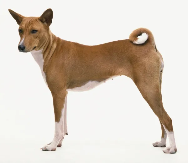 Basenji dog standing, side view