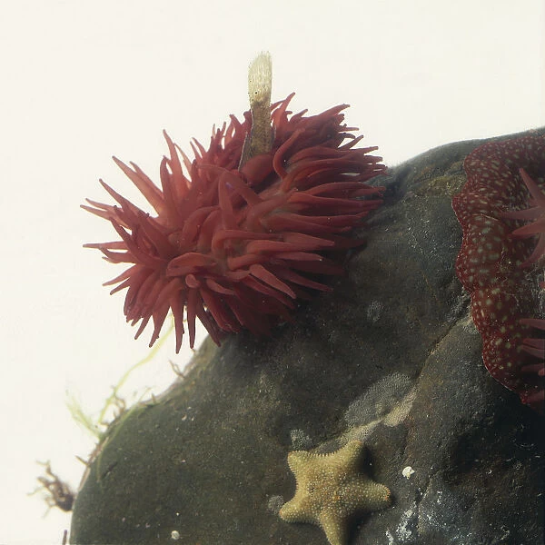 Beadlet anemone attached to rock