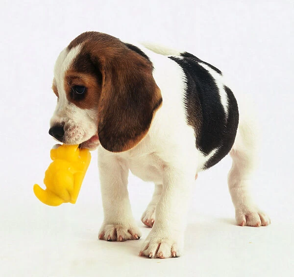 A beagle dog holding a yellow toy in its mouth