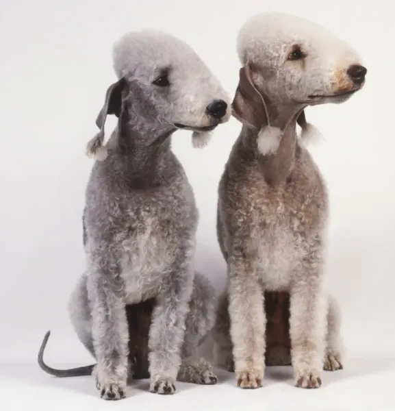 Two Bedlington Terriers Print, Clipped Art Prints, Posters