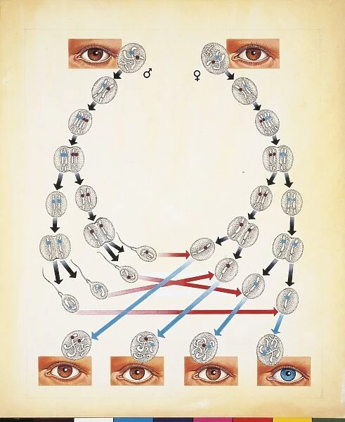 Biological illustration of Human chromosomes combinations with eye-color gene, drawing