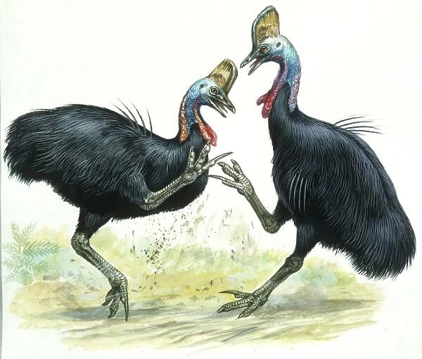 Birds: Casuariidae: males Southern Cassowaries, (Casuarius casuarius) fighting, illustration