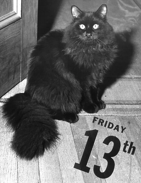 Black cat on Friday the 13th