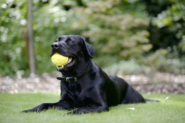 Black Labrador lying on grass with small yellow ball in mouth