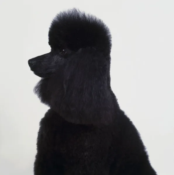 African poodle cheap