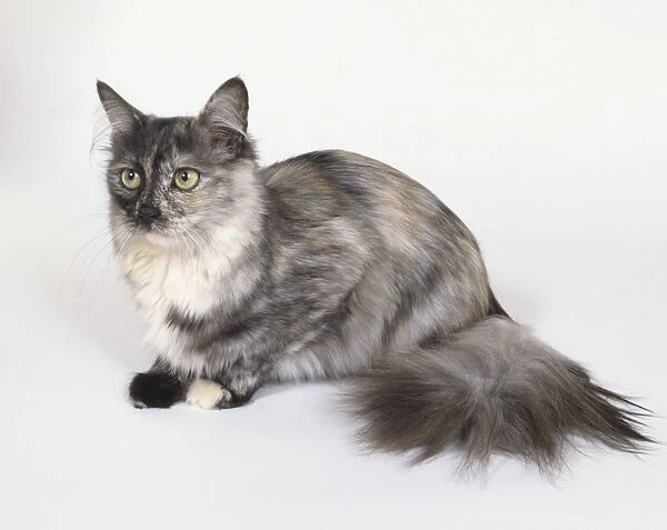 Black Tortie Smoke Turkish Angora cat with amber eyes and clearly marked paws, lying down