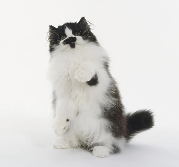 Black and White longhaired British cat, standing on hind legs with right paw raised