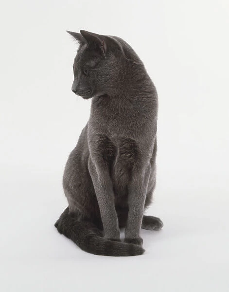 Blue Chartreux Cat (Felis catus) sitting up and looking to the side, front view