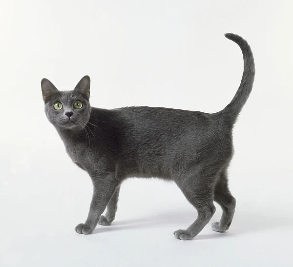 Blue Korat cat with heart-shaped face and luminous green eyes, standing
