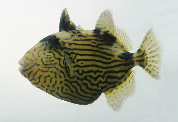Blue-lined triggerfish (Pseudobalistes fuscus), side view