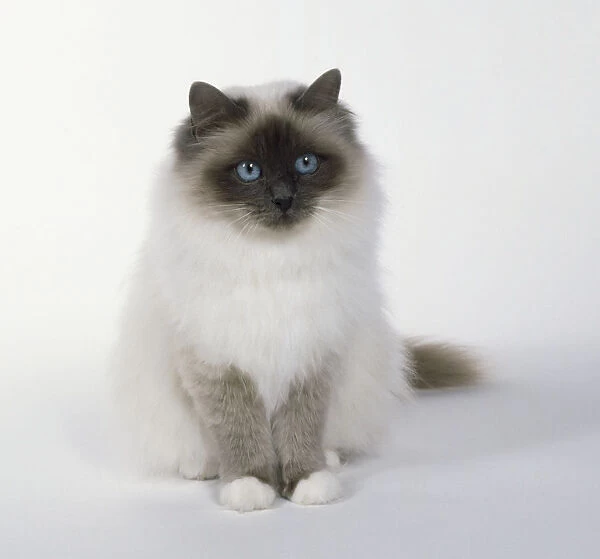 Blue Point Birman longhaired cat with symmetrical white gloves and full cheeks, white markings, sitting