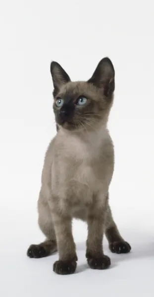 Blue Tonkinese kitten with slender neck, sitting