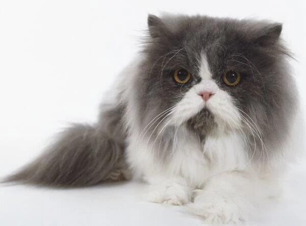 Blue and White Persian longhaired bicolour cat with bushy tail and powerful jaws, lying down