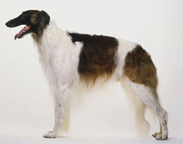 Borzoi dog (Canis familiaris) standing, side view