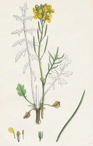 Brassica eu-monensis, Dwarf wallflower-cabbage