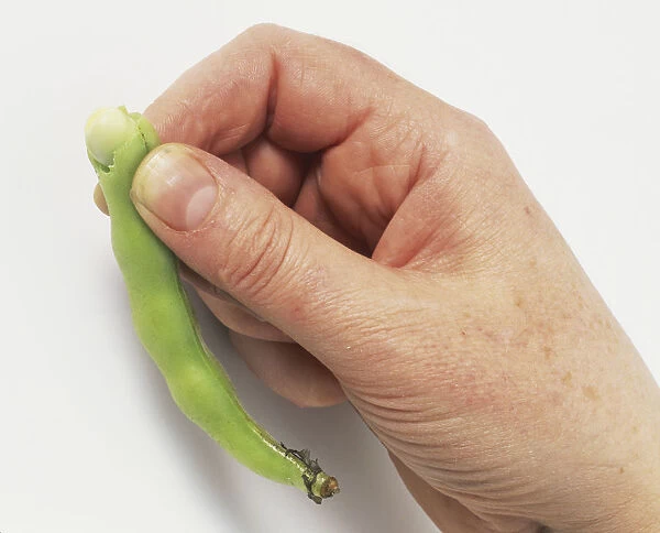 Broad bean being squeezed out of raw green pod, close up