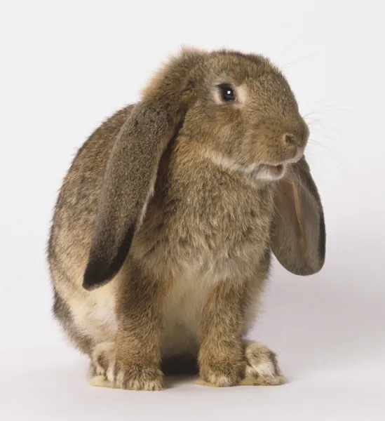 Lop sales eared bunny