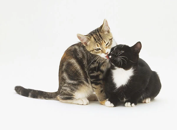 Brown tabby cat licking face of a black and white cat