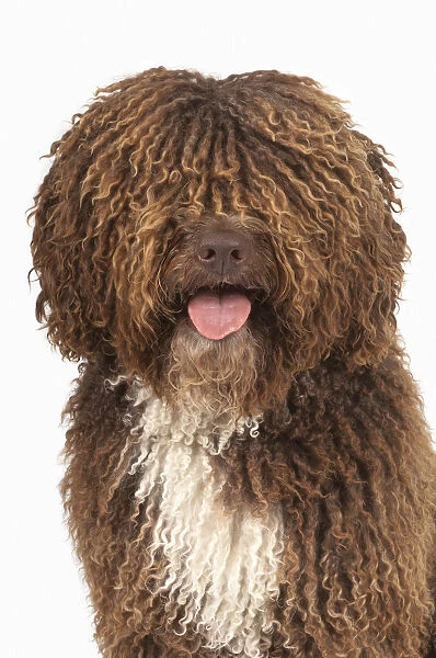 Brown and white curly-coated Spanish Water Dog (Perro de Agua Espanol)
